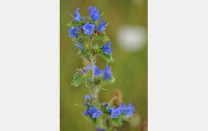 France Elite 13 07 2014